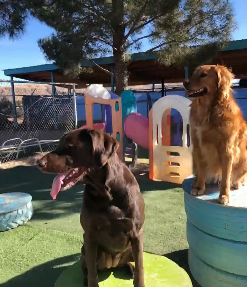 What to Look for in a Quality Doggy Daycare