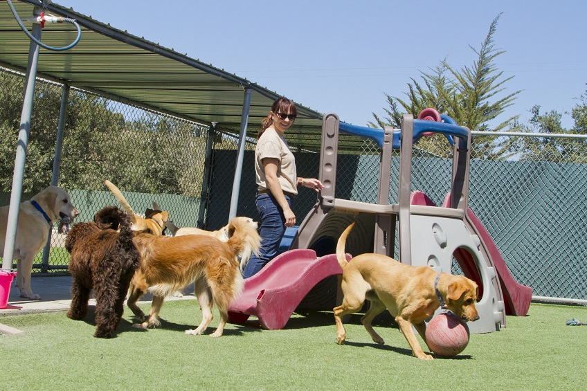 Seven Benefits of Doggy Daycare