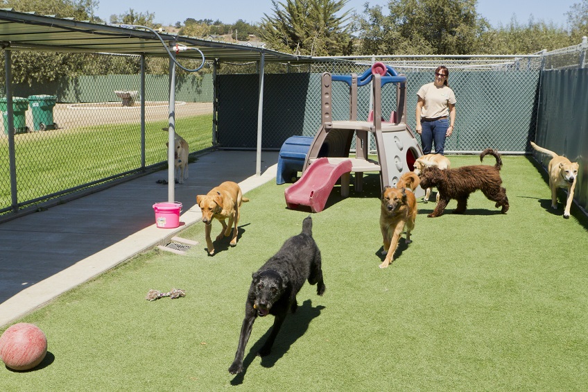 Behavioral Considerations at Dog Boarding Facilities