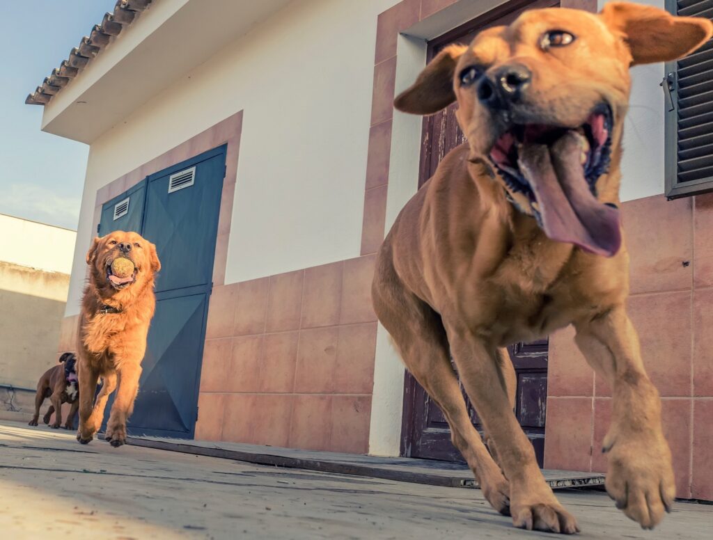 A Home Away from Home: The Benefits of Boarding Your Dog in the Right Facility