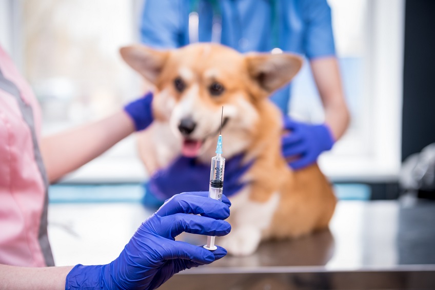 Vaccinating Your Dog to Keep Them Safe