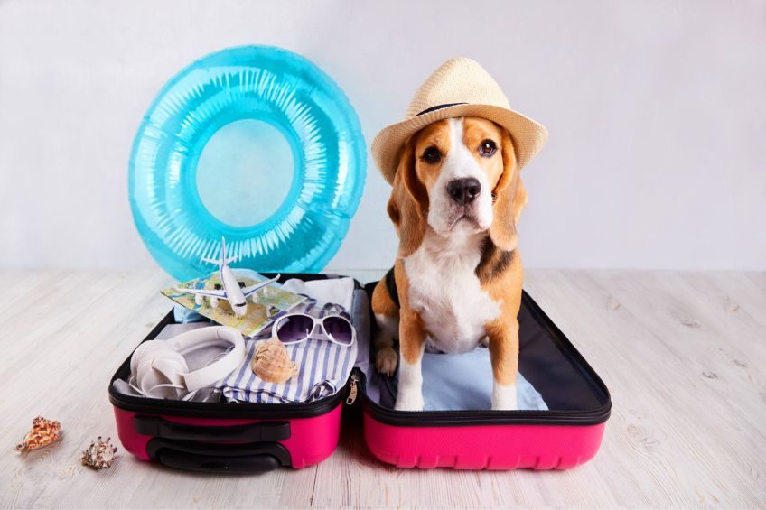 Tips for Boarding Your Dog