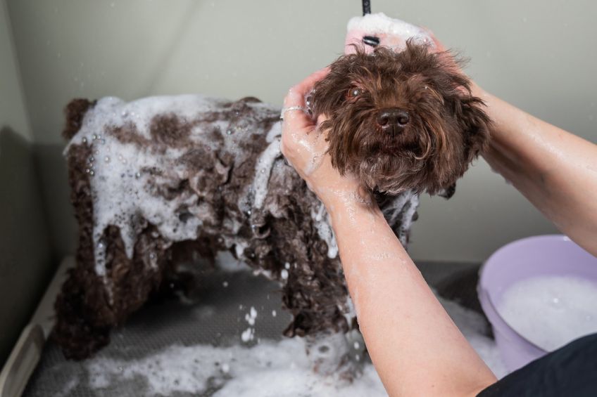 Spotless Sidekick: The Perks of Professional Dog Bathing