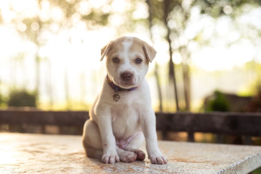 Building the Groundwork for a Happy Dog A Social Beginning