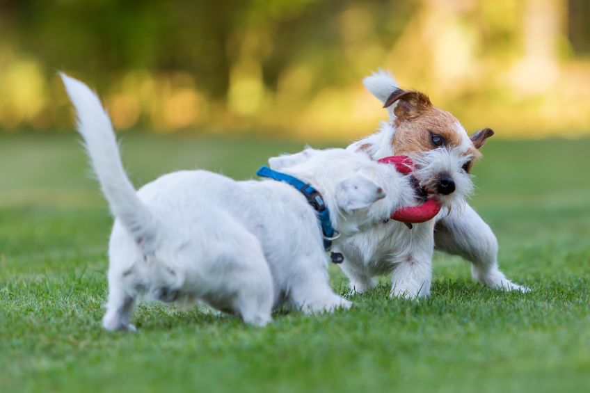 A Summer Adventure for Your Dog