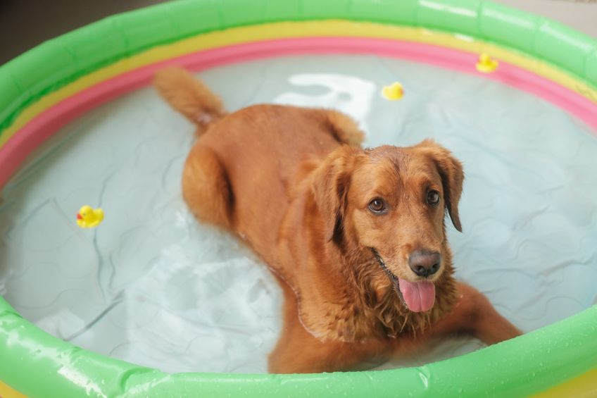 Keeping Your Four-Legged Friend Cool this Summer