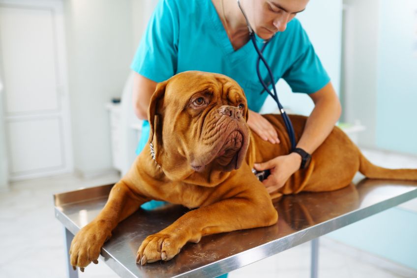 Veterinary Visits: The Shield Against Disease