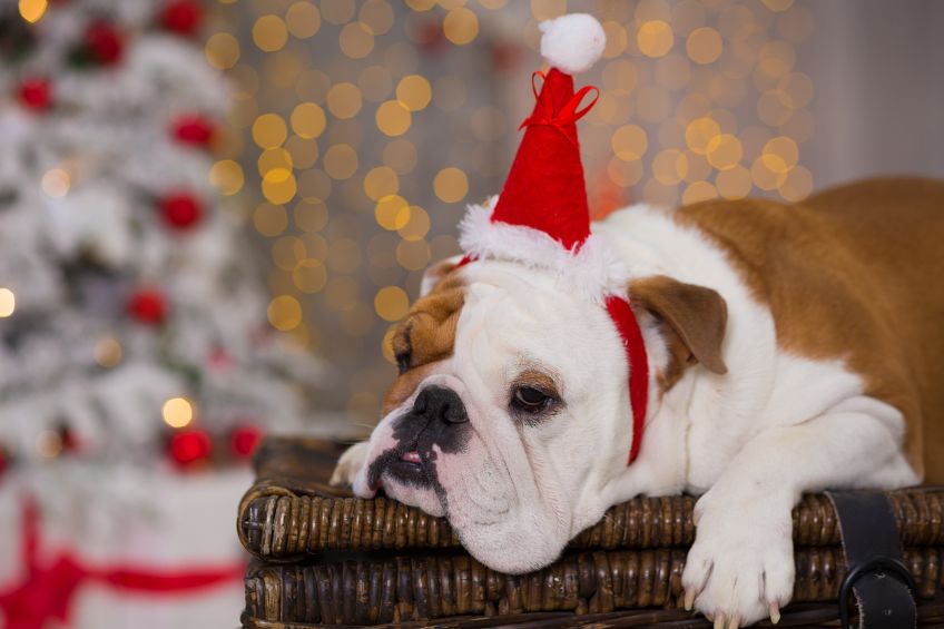 Keeping Your Pup Calm 5 Ways to Ease Separation Anxiety This Holiday Season