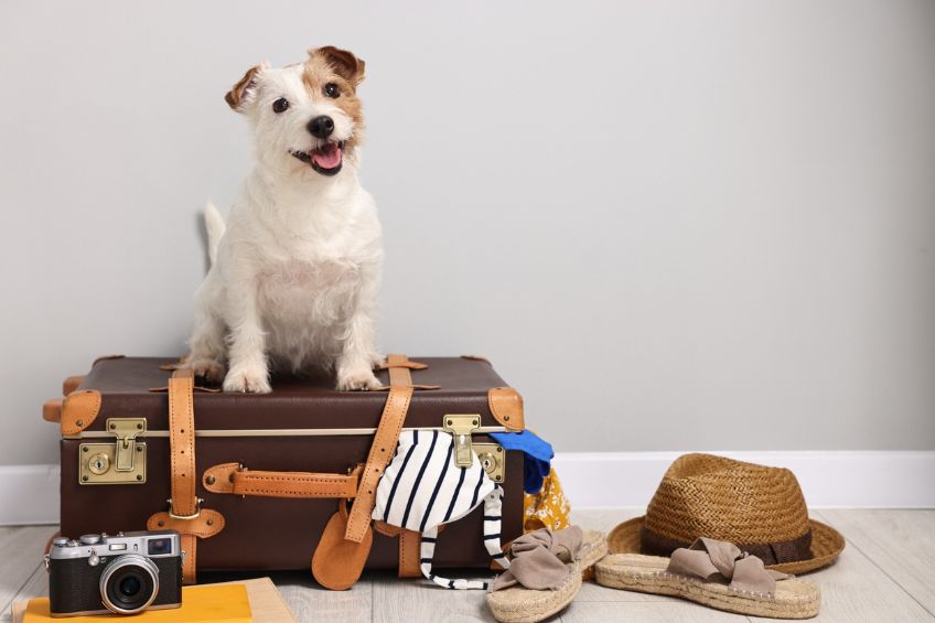 Start the New Year Worry-Free: Dog Boarding for Your Dream Vacation