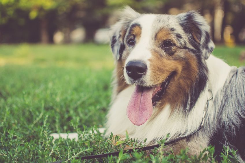 Creating a Stress-Free Haven for Your Pet